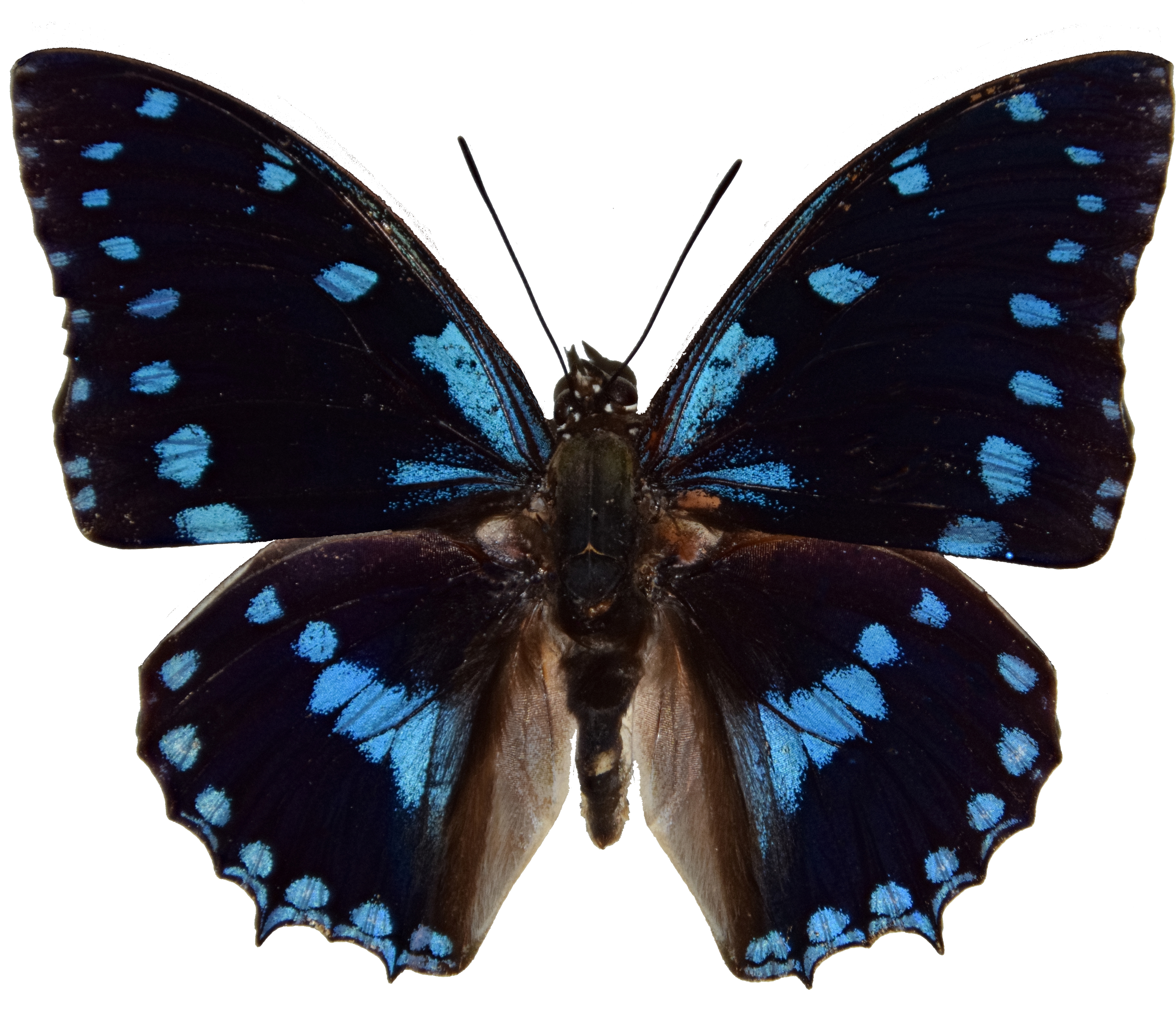 C ameliae